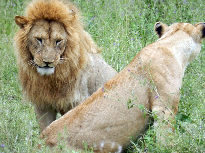 two lions in africa