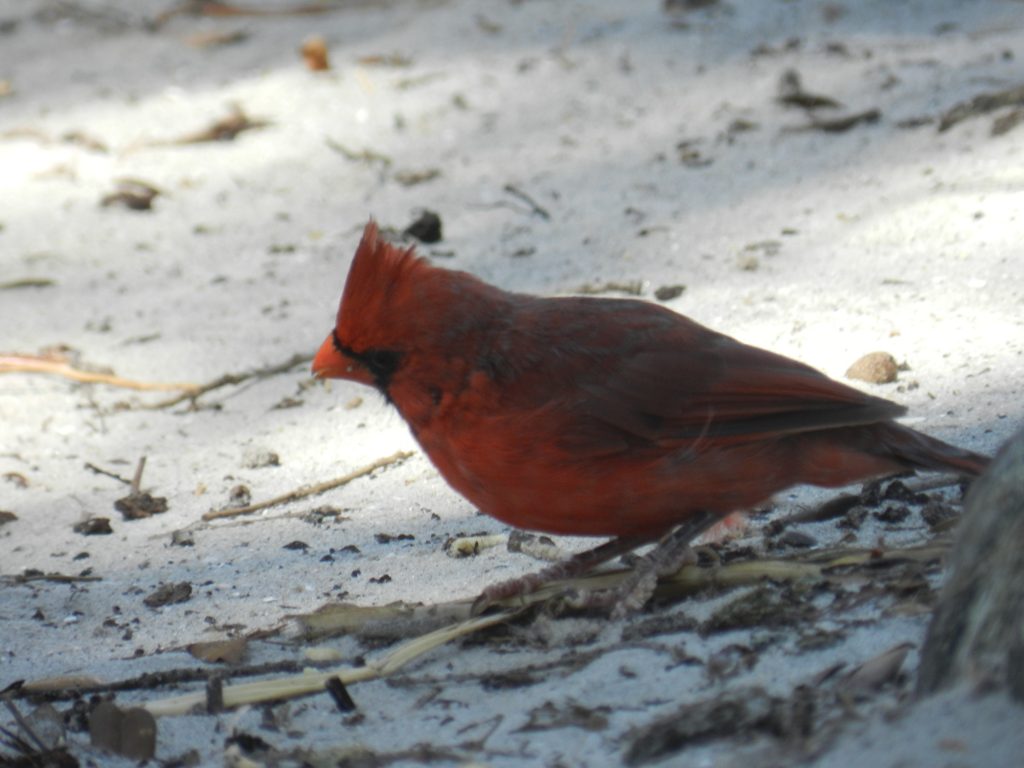 a little bird at hunting island state park sc