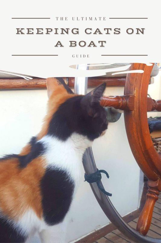Cats On A Boat: The Ultimate Guide