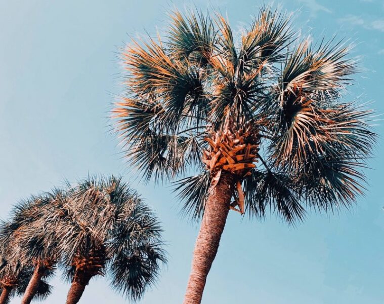 palm trees against a blue sky in charleston sc