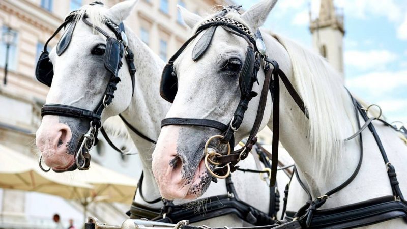 horse drawn carriage - one of the best things to do on 3 perfect days in charleston sc