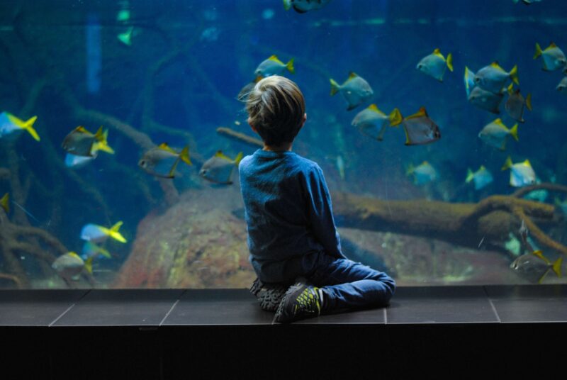 a little kid exploring charleston aquarium