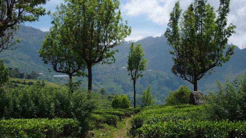 liptons seat tea fields in sri lanka