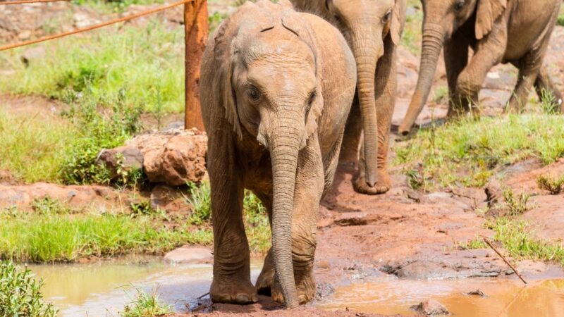 The baby elephants entering the nairobi elephant orphanage