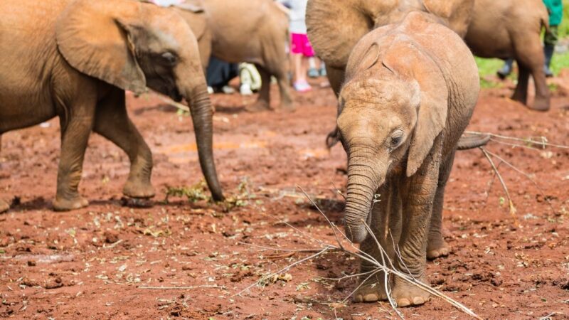 Some of the baby elephants playing at Nairobi Elephant Orphanage