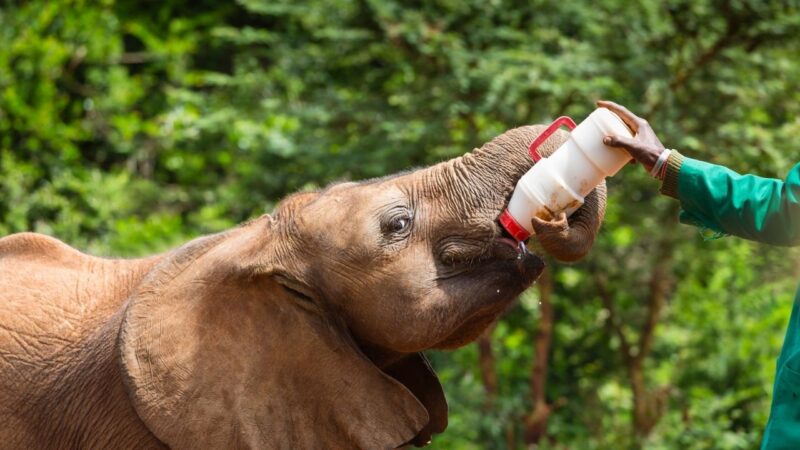Feeding time at the Nairobi elephant orphanage