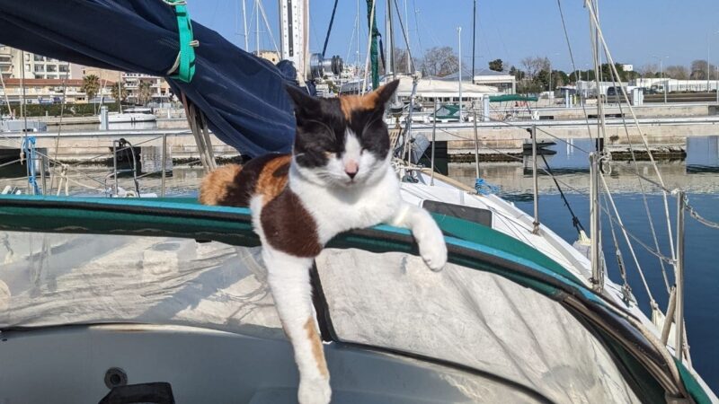 a cat lazing around on the bimini of a sailboat while she's living in a marina