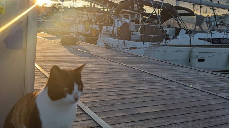 a liveaboard cat on the pontoon of a marina at sunset