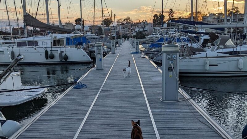 two cats on the pontoon with people living in a marina