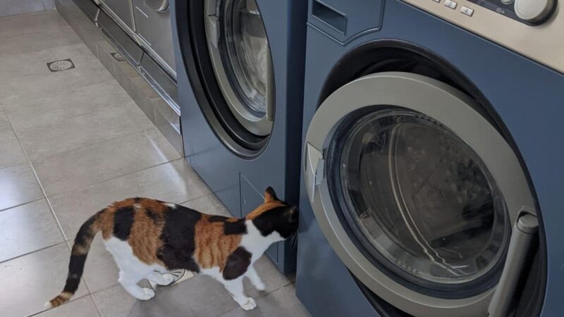 a cat exploring the washing machines in a liveaboard marina