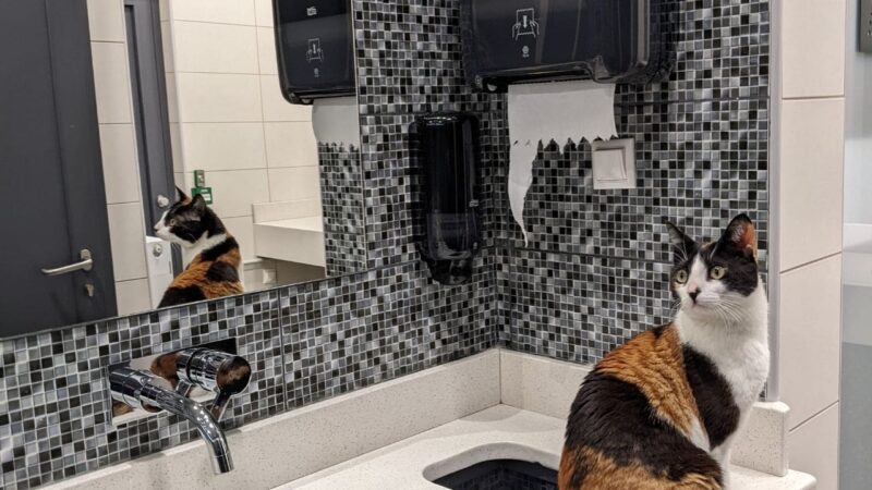 a cat in the facilities at a liveaboard marina