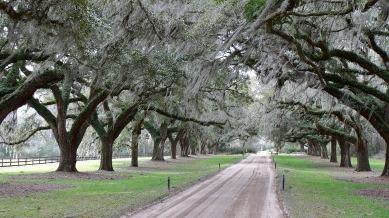 the row of oaks at one of Charlestons plantations