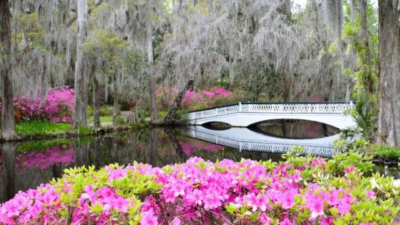 the white bridge of the best plantation in charleston