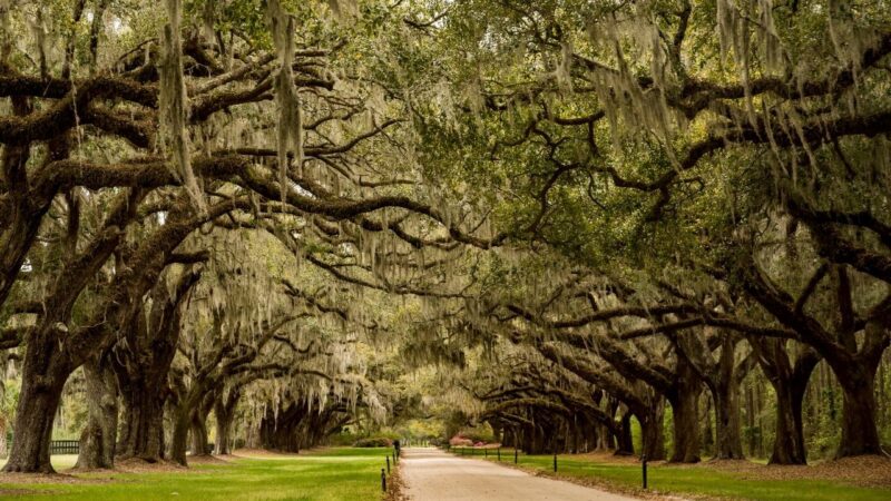 the row of oaks in boone hall plantation