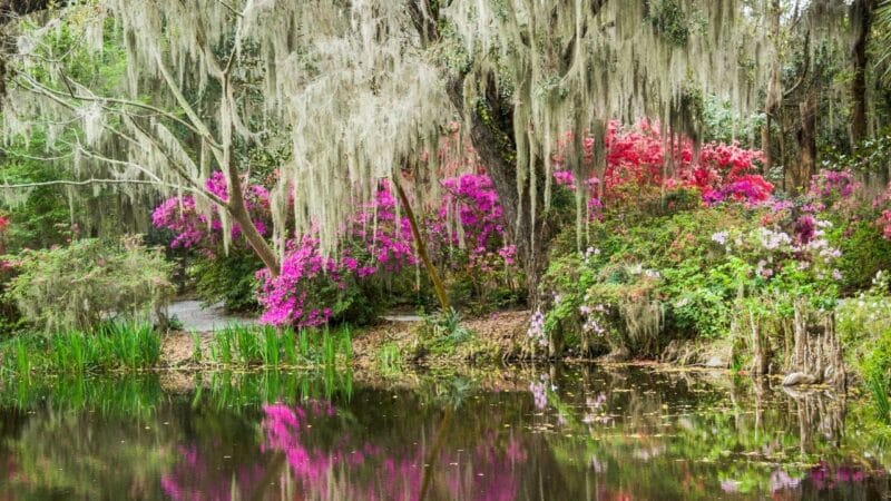 The gardens of one of the best plantations in Charleston