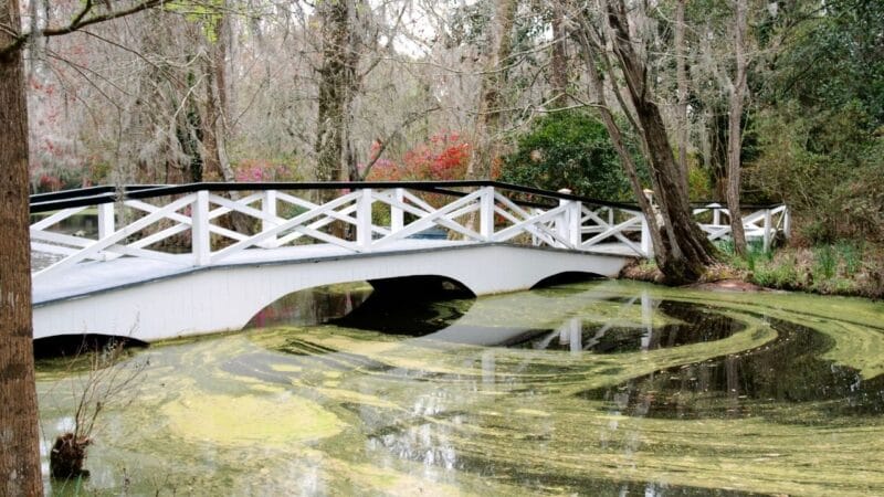the white bride at magnolia plantation in Charleston SC