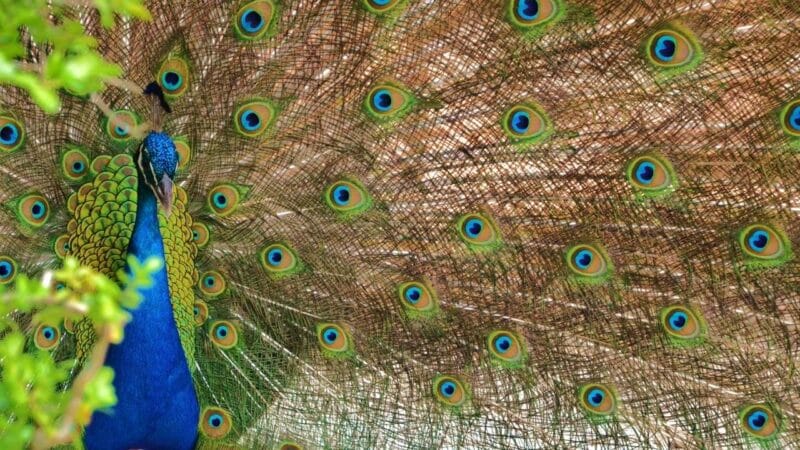 a peacock with its feathers splayed