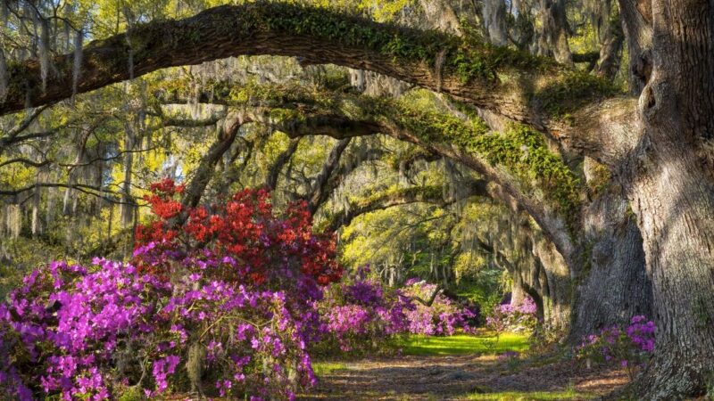 The best plantation in Charleston