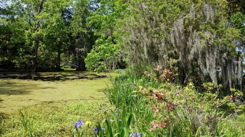 the gardens of The best plantation in Charleston