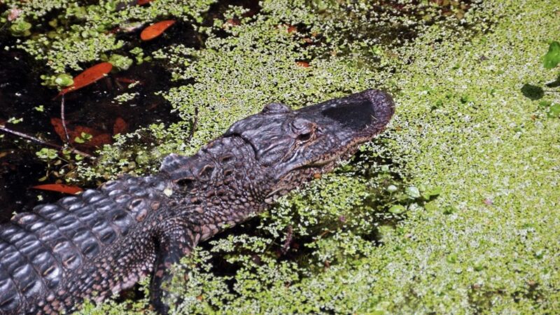 The best plantation in Charleston for wildlife - a crocodile in a swamp