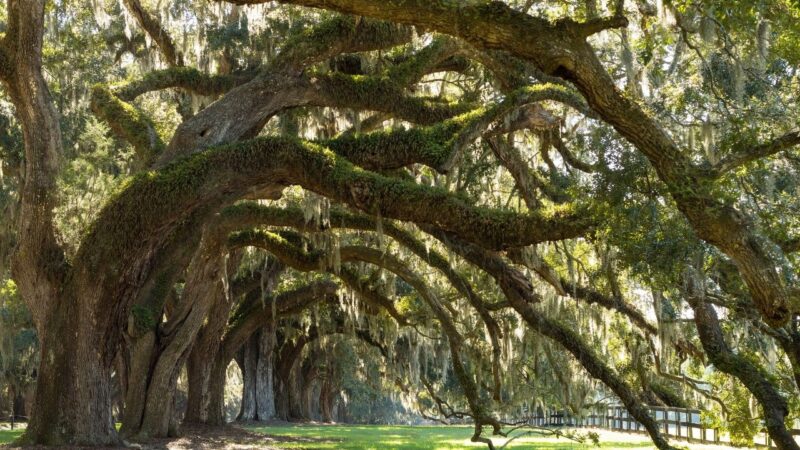 spanish moss draped over the branches of an oak tree at boone hall plantation