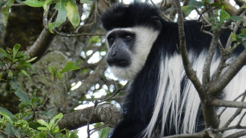 monkey in africa