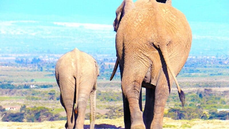 two elephant bums in africa