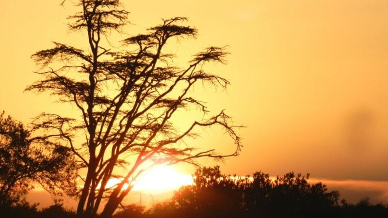sunset in africa