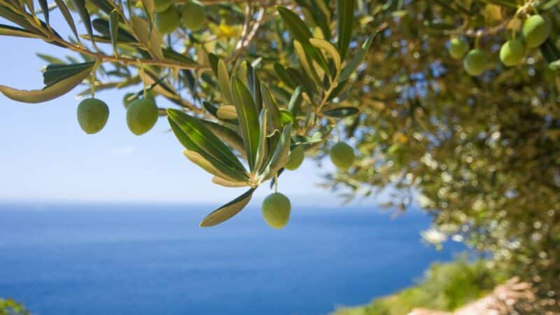one of the best campsites in korcula