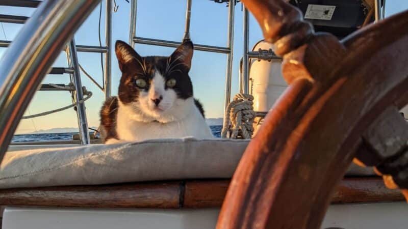 a tiny cat on a sailboat