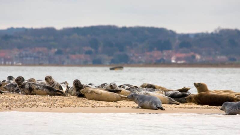 Seals at Blakeney Point