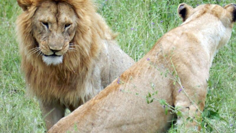 lions spotted on a safari in tanzania