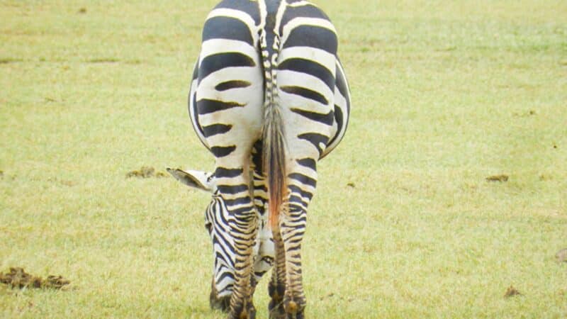 a zebra bottom