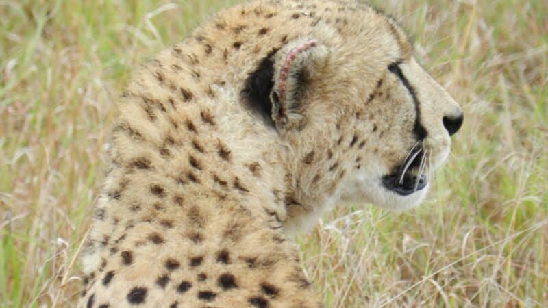 a cheetah photographed on a tanzania safari tour