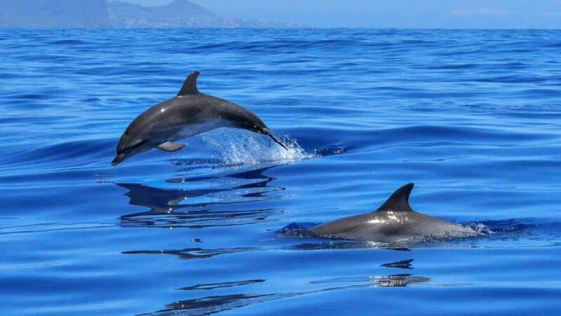 Spotting dolphins on an ocean adventure tour in Zanzibar