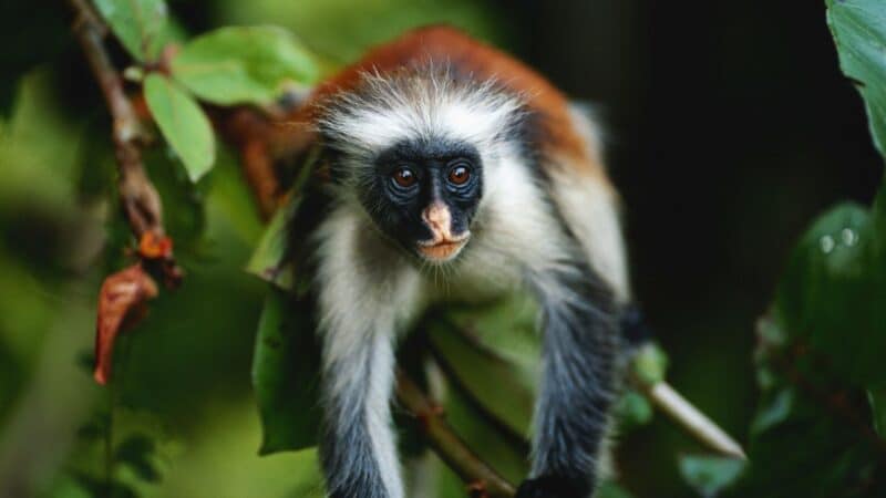 a little monkey spotted on a multi-day tour in zanzibar