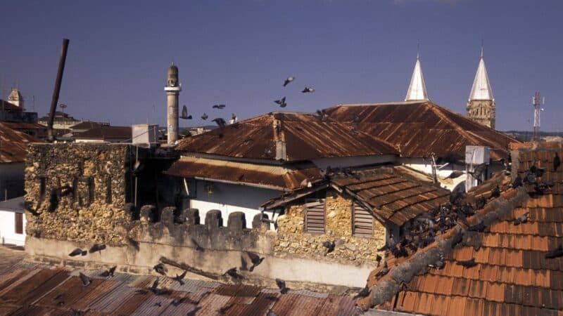 rooftops in stone town with flocks of birds flying