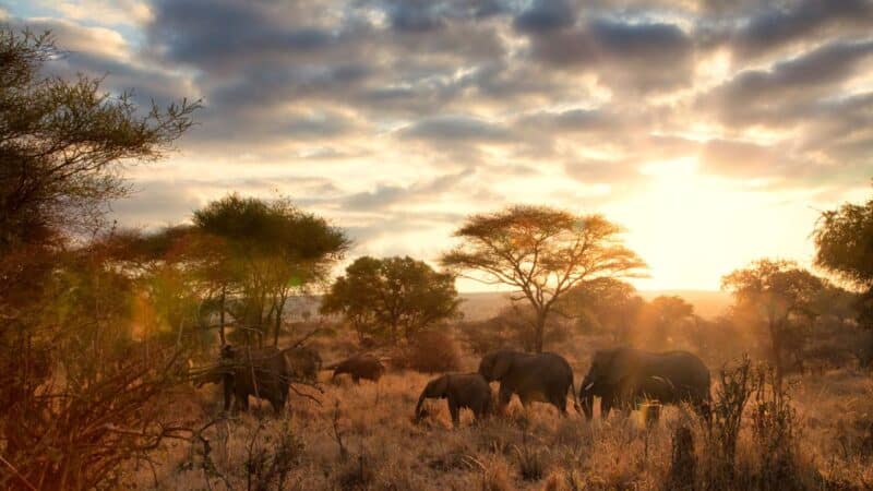 elephants in the sunset