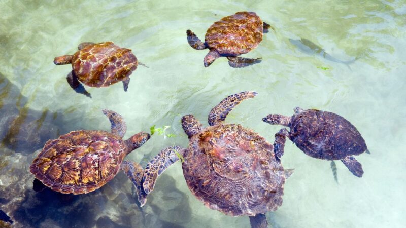 turtles on prison island on 10 days in zanzibar