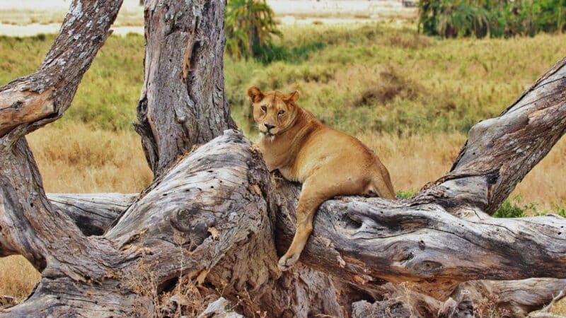 is tanzania safe? A lion sitting in a tree waiting to pounce!