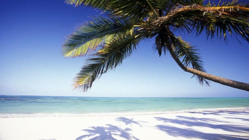 a palm tree on a white sand beach