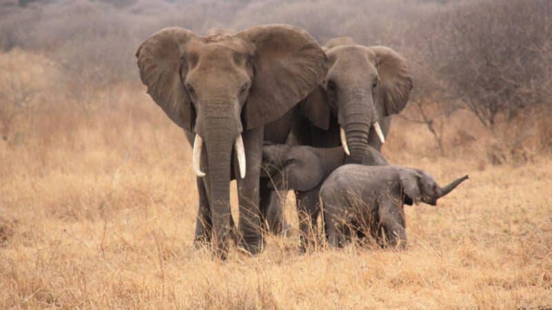 Is Tanzania Safe To Visit