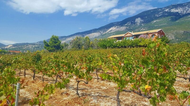 a greek vineyard in the sunshine