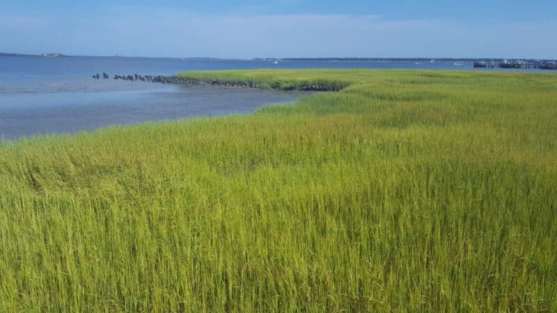 charleston instagram captions to go with a beautiful grassy scene