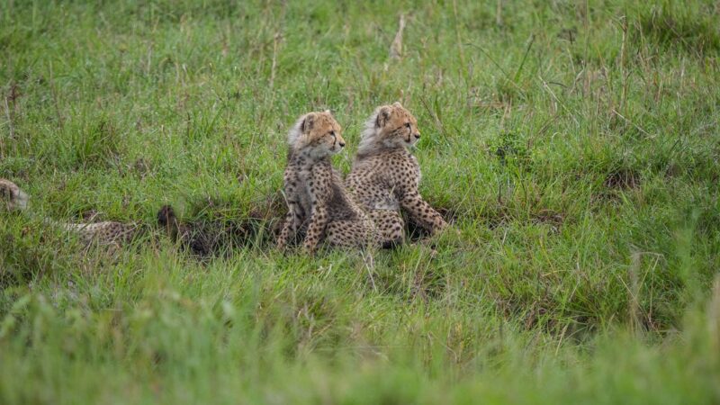 two baby cheetahs sat in the grass at one of kenyas best safari parks